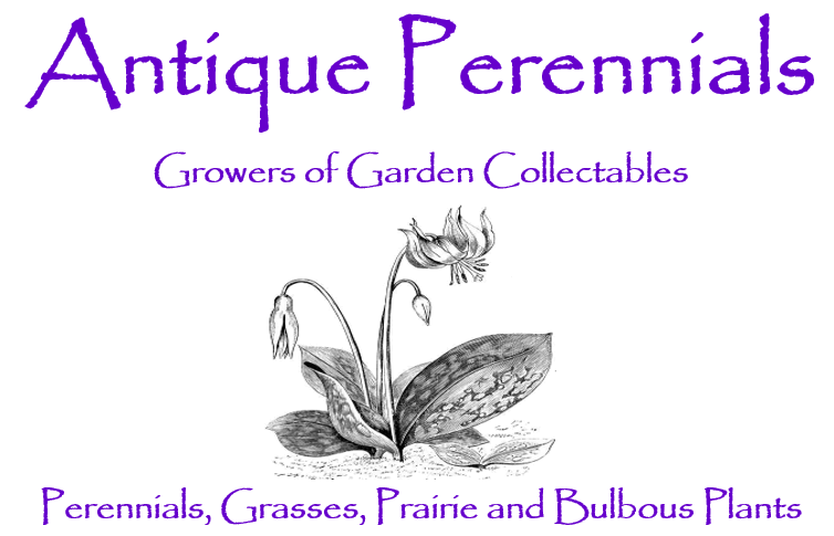 Antique Perennials logo - transparent