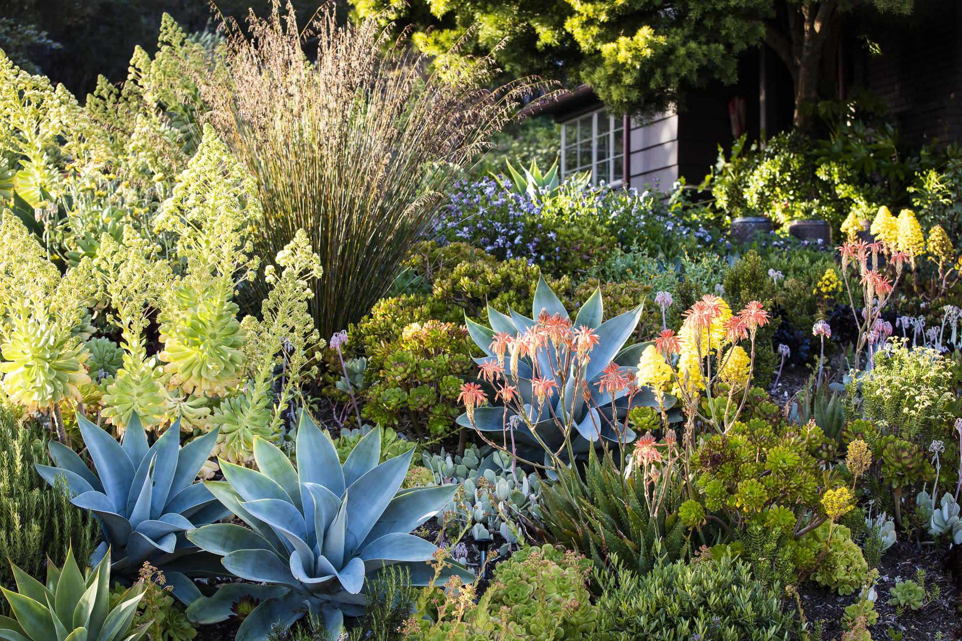 Private garden, Bernard Trainor, Monterey (Photo Credit: Claire Takacs)